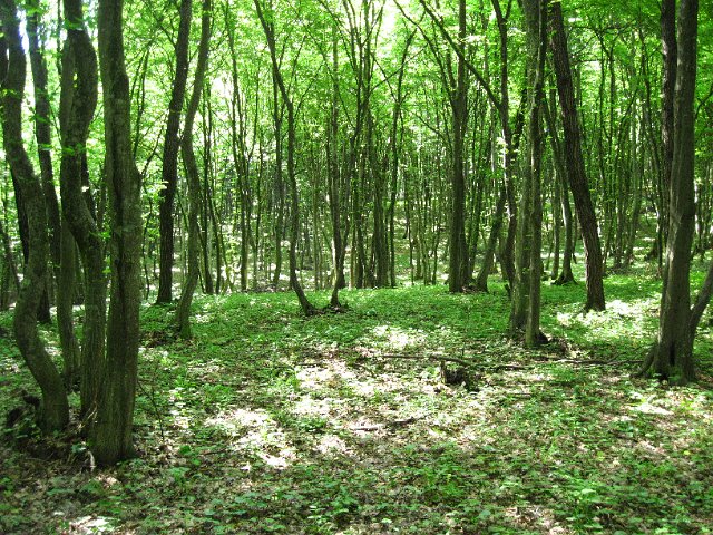 Original image